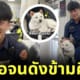 Taiwanese police handsome