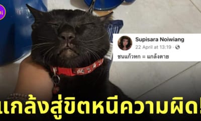 cat play dead