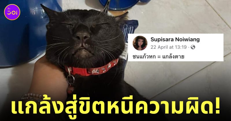 cat play dead