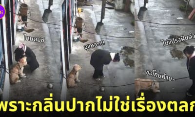 สาวจีนดมกลิ่นปากสุนัข เหม็น