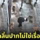สาวจีนดมกลิ่นปากสุนัข เหม็น