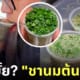ชานมต้นหอม ประเทศจีน