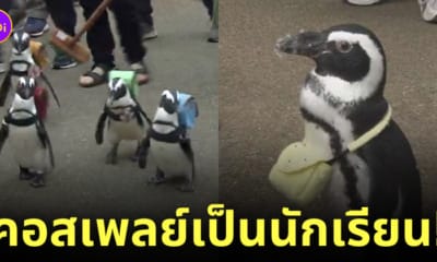 เพนกวินสะพายเป้นักเรียนญี่ปุ่น