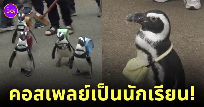 เพนกวินสะพายเป้นักเรียนญี่ปุ่น