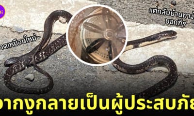 snakeinlaundry