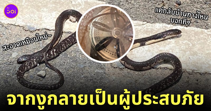 snakeinlaundry