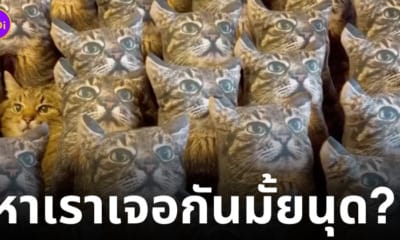 สเตฟาน แมวนั่งเนียนในดงตุ๊กตา