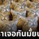 สเตฟาน แมวนั่งเนียนในดงตุ๊กตา