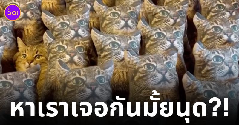 สเตฟาน แมวนั่งเนียนในดงตุ๊กตา