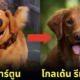 พาส่อง 32 สายพันธุ์สุนัขที่ปรากฏในการ์ตูนดัง แต่ละตัวน่ารักไม่แพ้ในจอ!