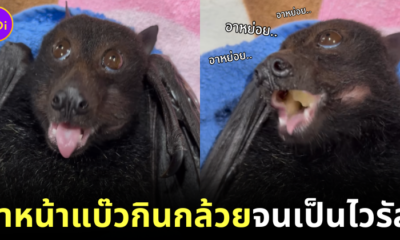 Bat eats banana cute eyes