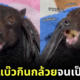 Bat eats banana cute eyes