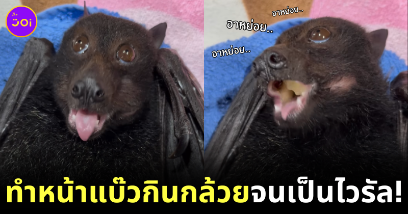 Bat eats banana cute eyes