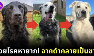 Buster from black to White