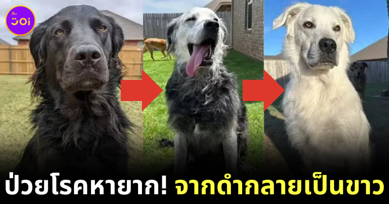 Buster from black to White