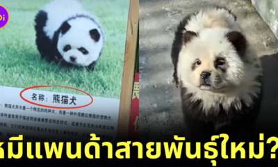 Chinese zoo fake panda panda dog