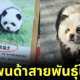 Chinese zoo fake panda panda dog
