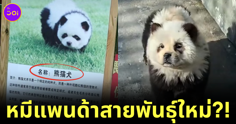 Chinese zoo fake panda panda dog