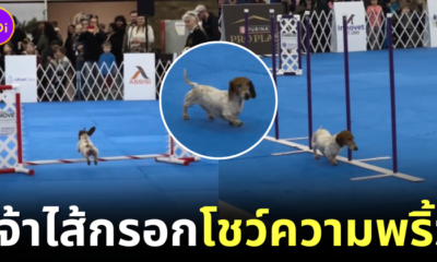 สุนัขดัชชุนด์โชว์ความพริ้วในการสาธิตการแข่งขันความคล่องแคล่ว (Dog Agility) ในงาน "AKC Dog Show" ที่น่ารักจนเป็นไวรัล!