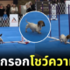 สุนัขดัชชุนด์โชว์ความพริ้วในการสาธิตการแข่งขันความคล่องแคล่ว (Dog Agility) ในงาน "AKC Dog Show" ที่น่ารักจนเป็นไวรัล!