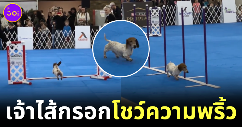 สุนัขดัชชุนด์โชว์ความพริ้วในการสาธิตการแข่งขันความคล่องแคล่ว (Dog Agility) ในงาน "AKC Dog Show" ที่น่ารักจนเป็นไวรัล!