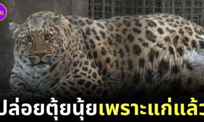 Fat leopard china 1