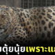 Fat leopard china 1