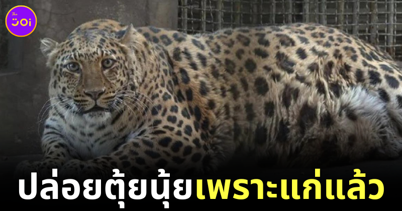 Fat leopard china 1