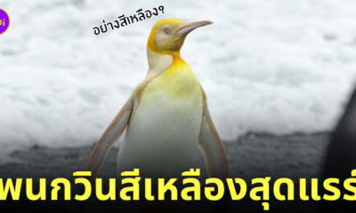 เพนกวินสีเหลือง