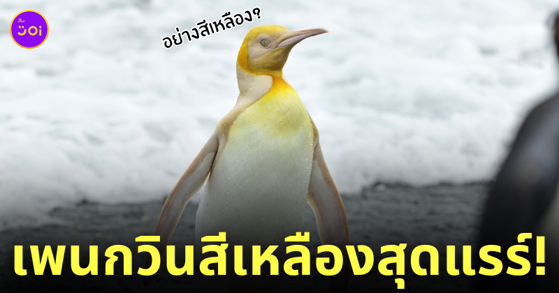 เพนกวินสีเหลือง
