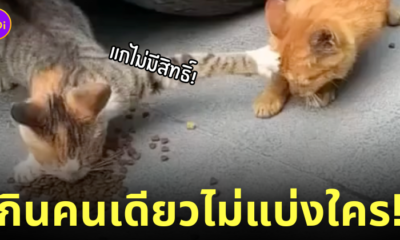 แมวลายสลิด เอาเท้ายันหัว ไม่แบ่งอาหารแมวส้ม