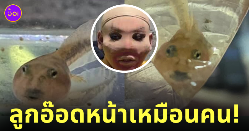ลูกอ๊อดหน้าเหมือนคนเอาถุงน่องครอบหัว