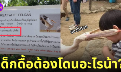 ป้ายนกกระทุง อาหาร กินเด็กดื้อ