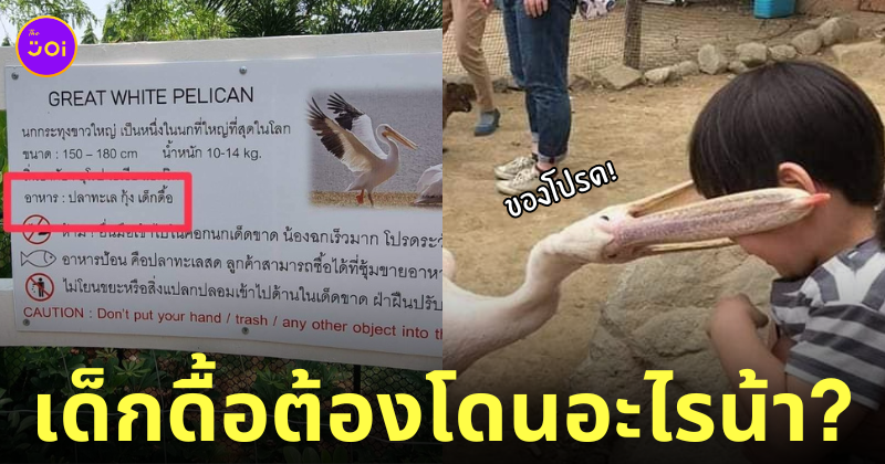 ป้ายนกกระทุง อาหาร กินเด็กดื้อ