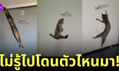 แมวดีด อยู่ไม่สุข ญี่ปุ่น