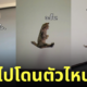 แมวดีด อยู่ไม่สุข ญี่ปุ่น