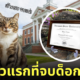 แม็กซ์ แมวเป็นด็อกเตอร์ จบปริญญาเอก