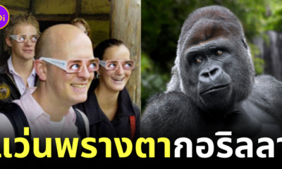 สวนสัตว์เนเธอร์แลนด์แจกแว่นพรางตา ให้นักท่องเที่ยวใส่ชมกอริลลา เพื่อไม่ให้สัตว์รู้สึกถูกคุกคาม