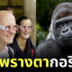 สวนสัตว์เนเธอร์แลนด์แจกแว่นพรางตา ให้นักท่องเที่ยวใส่ชมกอริลลา เพื่อไม่ให้สัตว์รู้สึกถูกคุกคาม