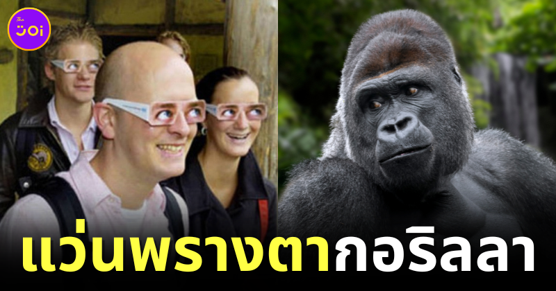 สวนสัตว์เนเธอร์แลนด์แจกแว่นพรางตา ให้นักท่องเที่ยวใส่ชมกอริลลา เพื่อไม่ให้สัตว์รู้สึกถูกคุกคาม