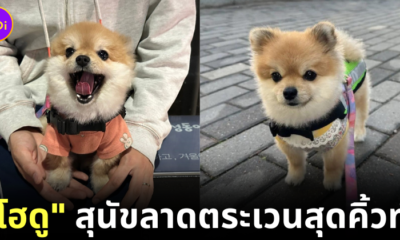 Hodu Pomeranian South Korea