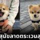 Hodu Pomeranian South Korea