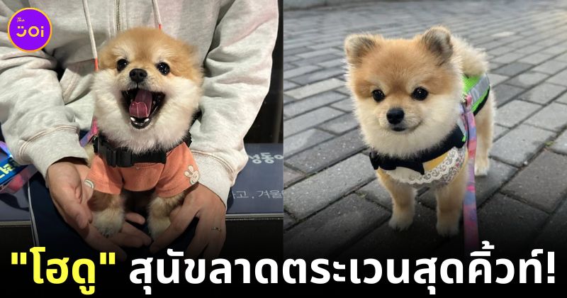 Hodu Pomeranian South Korea
