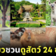Khao Keaw Zoo 24 hrs live animals