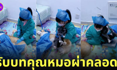 คลิปเด็กน้อยสวมบทบาทเป็นคุณหมอผ่าคลอดน้องหมา-แมว