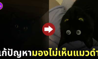 แก้ปัญหาเวลาหาแมวดำไม่เจอ