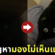 แก้ปัญหาเวลาหาแมวดำไม่เจอ