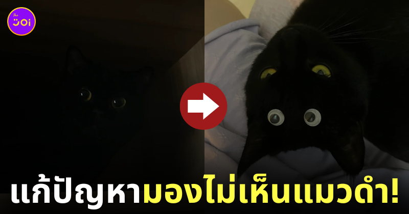 แก้ปัญหาเวลาหาแมวดำไม่เจอ