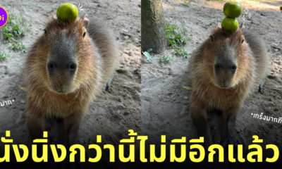 กะปิปลาร้า หมามะพร้าว คาปิบาร่า สวนสัตว์เปิดเขาเขียว