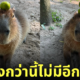 กะปิปลาร้า หมามะพร้าว คาปิบาร่า สวนสัตว์เปิดเขาเขียว